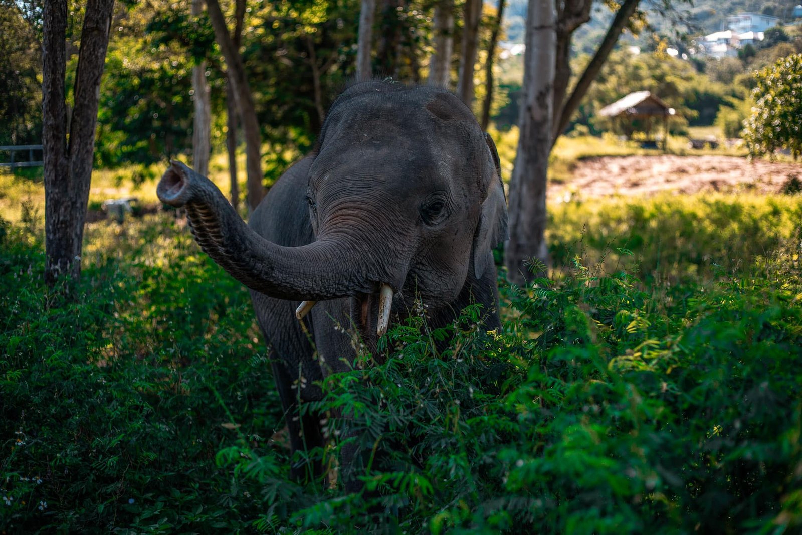 elephant in the jungle